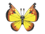 continental